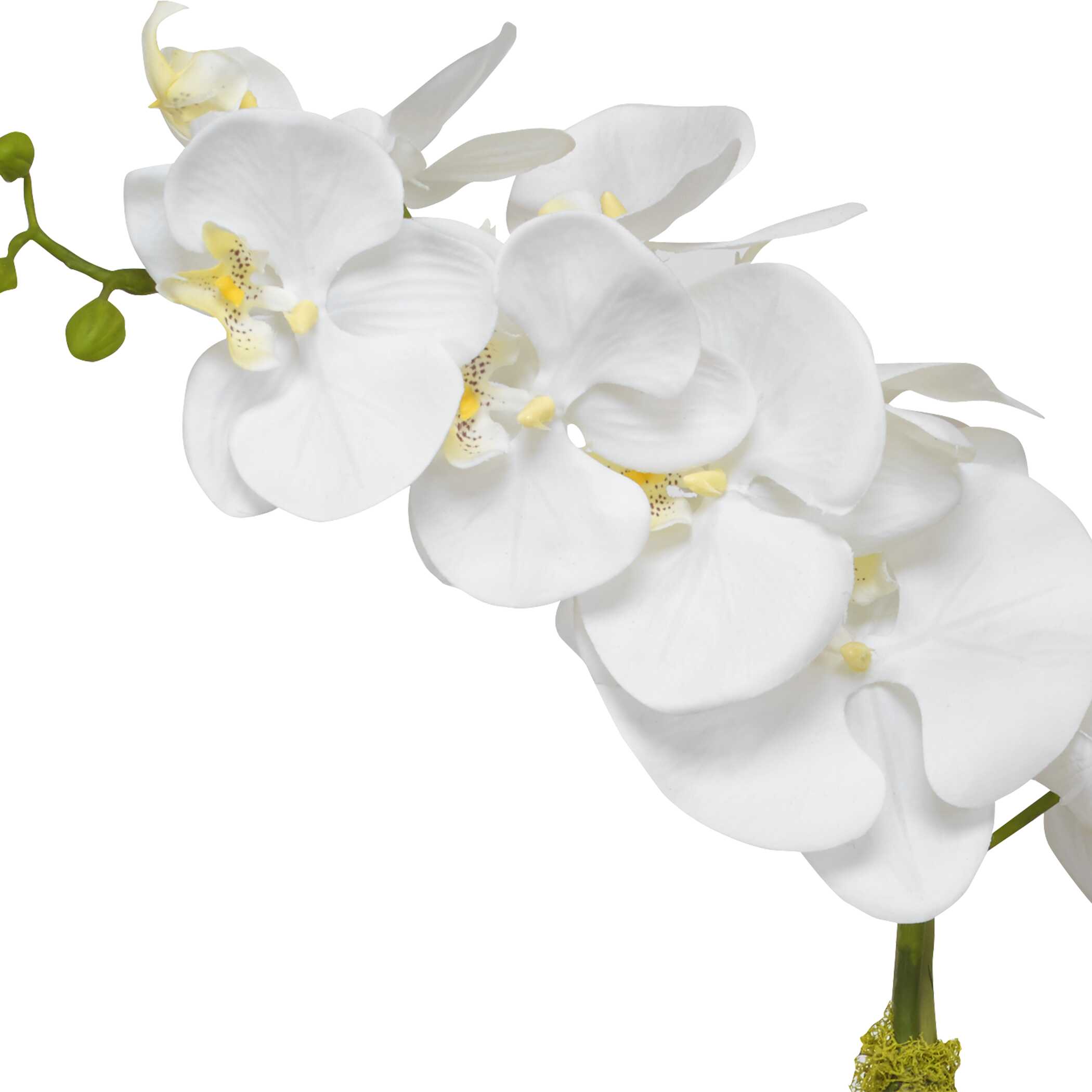 Cami Orchid With Brass Pot Cami Orchid With Brass Pot large image