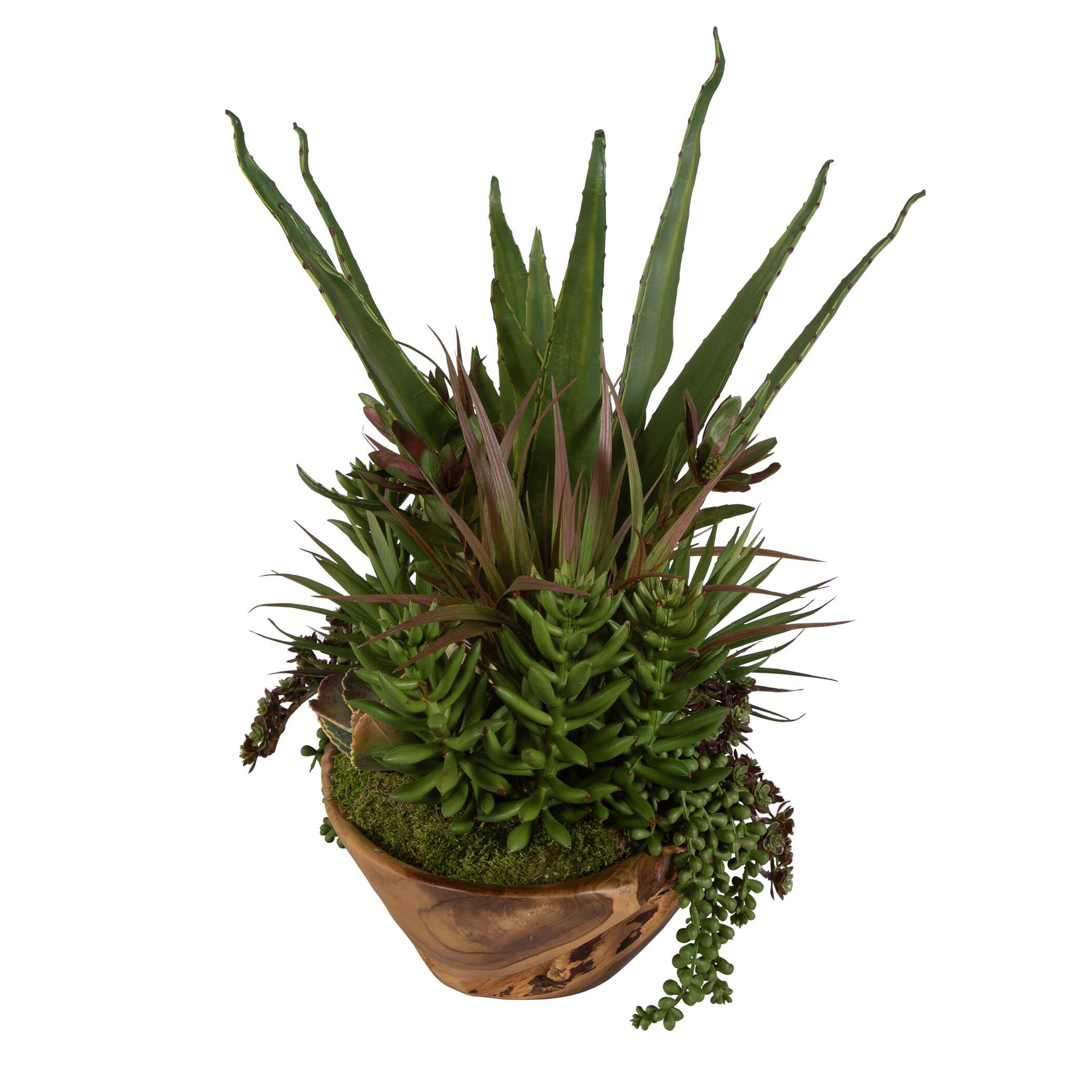 Salar Succulents In Teak Bowl large image 