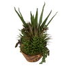 Salar Succulents In Teak Bowl thumbnail 4