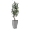 Sonora Olive Tree In Planter, by Uttermost, 2'9" width x 7'5.25" height x 2'7.5" depth thumbnail 1