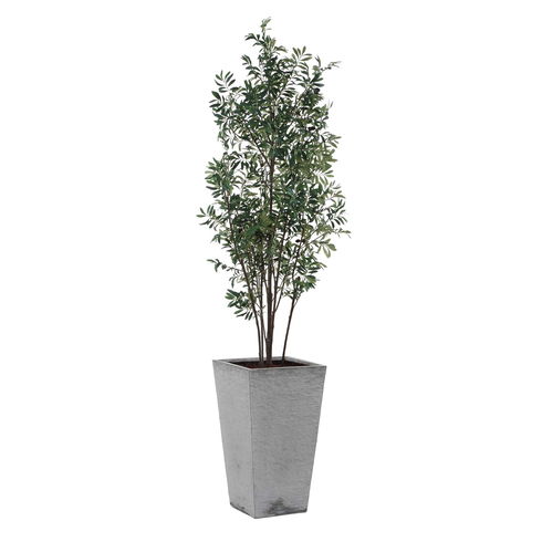 Sonora Olive Tree In Planter