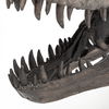 Jurassic 6L x 10W Brown Resin Tyrannosaurus Skull Replica thumbnail 8