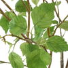 Nigra Birch Vase Centerpiece thumbnail 3