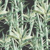 Lucky Bamboo Green Peel & Stick Wallpaper, by York Wall, 18'10.8" length x 1'6" width x 0.02" depth thumbnail