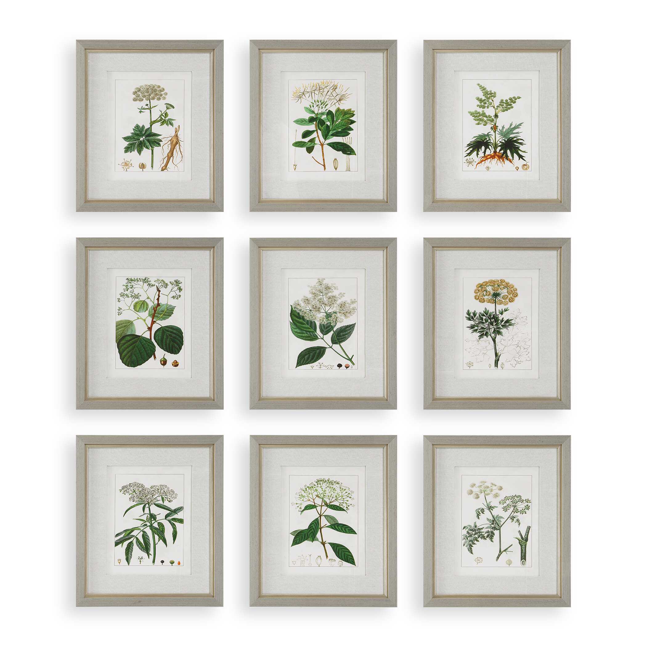 Antique Botanicals Framed Prints Set/9 large image 