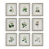 Antique Botanicals Framed Prints Set/9 thumbnail 0