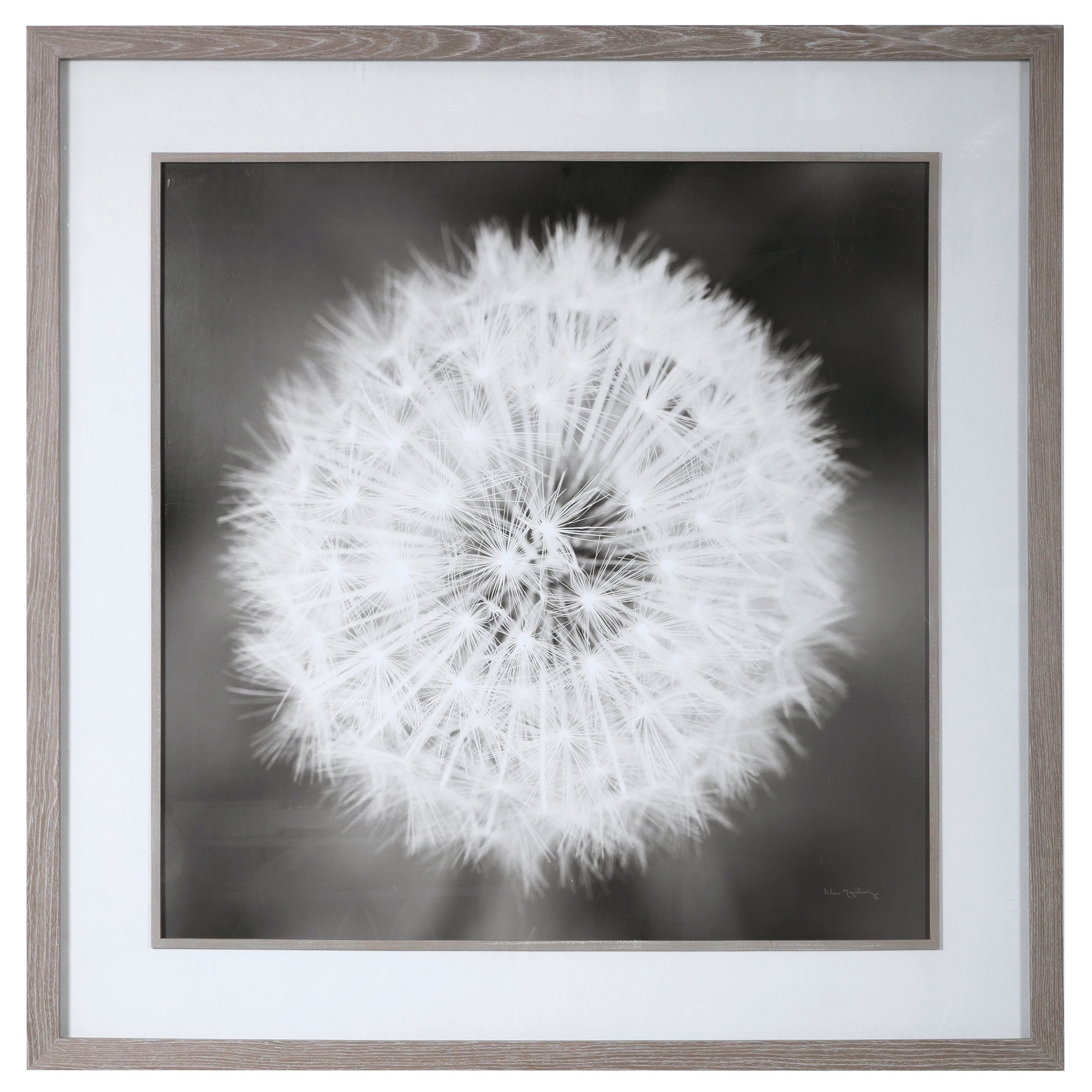 Dandelion Seedhead Framed Print, Painting by Uttermost, 53.75" width x 53.75" height x 3.12" depth View 1