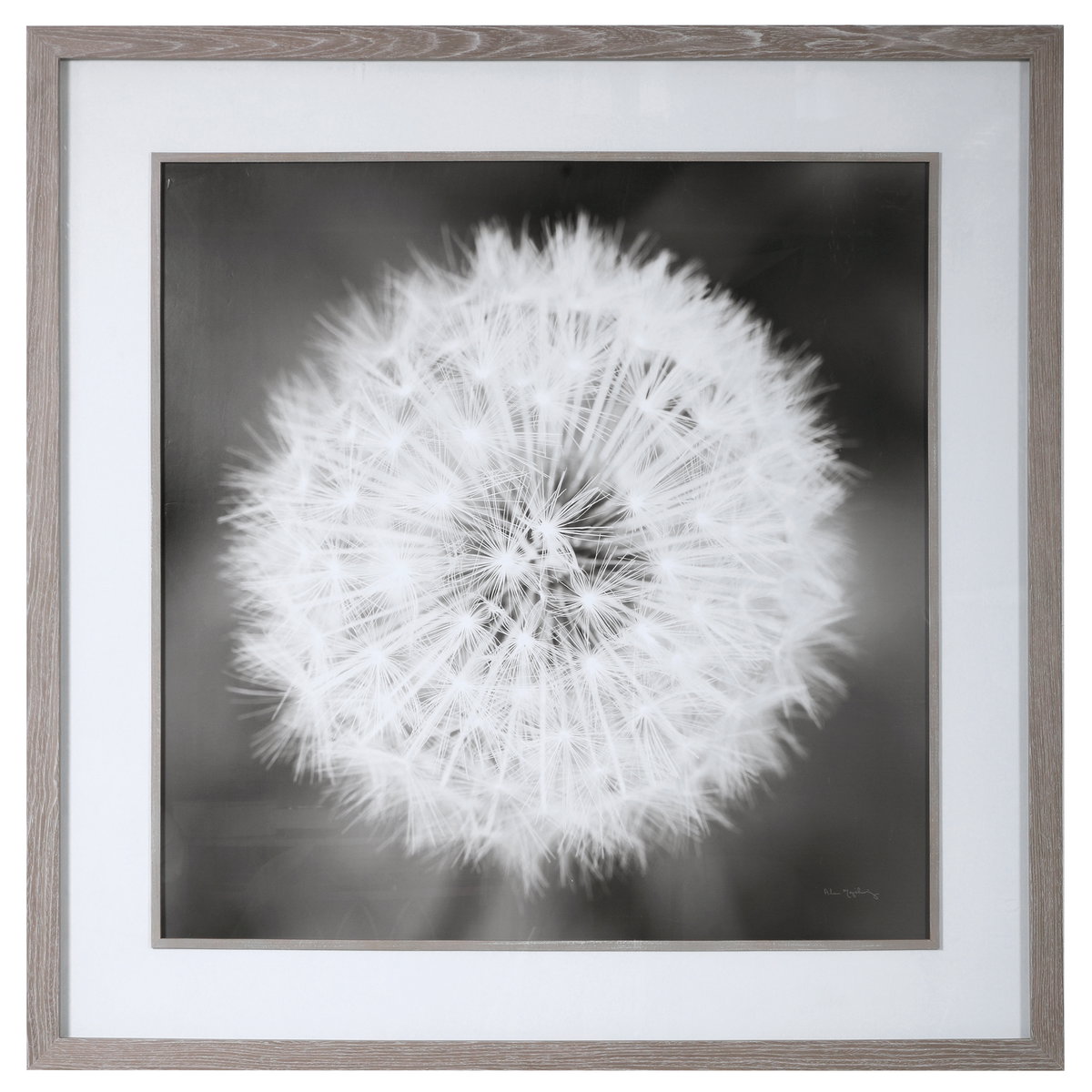 Dandelion Seedhead Framed Print, by Uttermost, 4'5.75" width x 4'5.75" height x 3.12" depth View 1