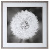 Dandelion Seedhead Framed Print, by Uttermost, 4'5.75" width x 4'5.75" height x 3.12" depth thumbnail 1