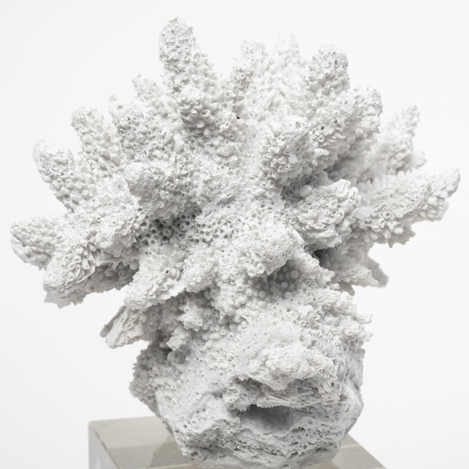 Isla (Large) 5L x 5W White Replica Resin Coral On Clear White Glass, Decorative Object by Mercana, 4.72" length x 4.72" width x 10.43" height View 7