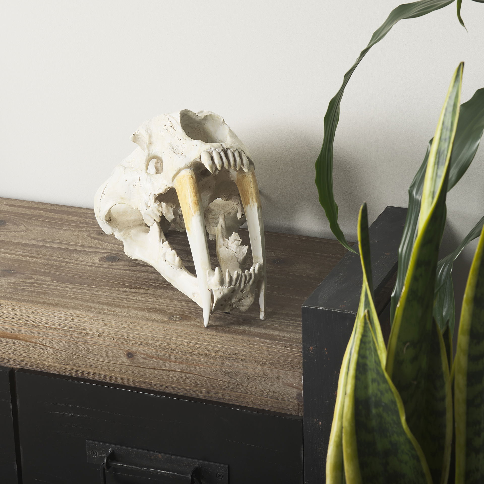 Fozzil 9L x 9W Resin Sabretooth Skull Replica, Decorative Object by Mercana, 9" length x 9.06" width x 14.96" height View 4