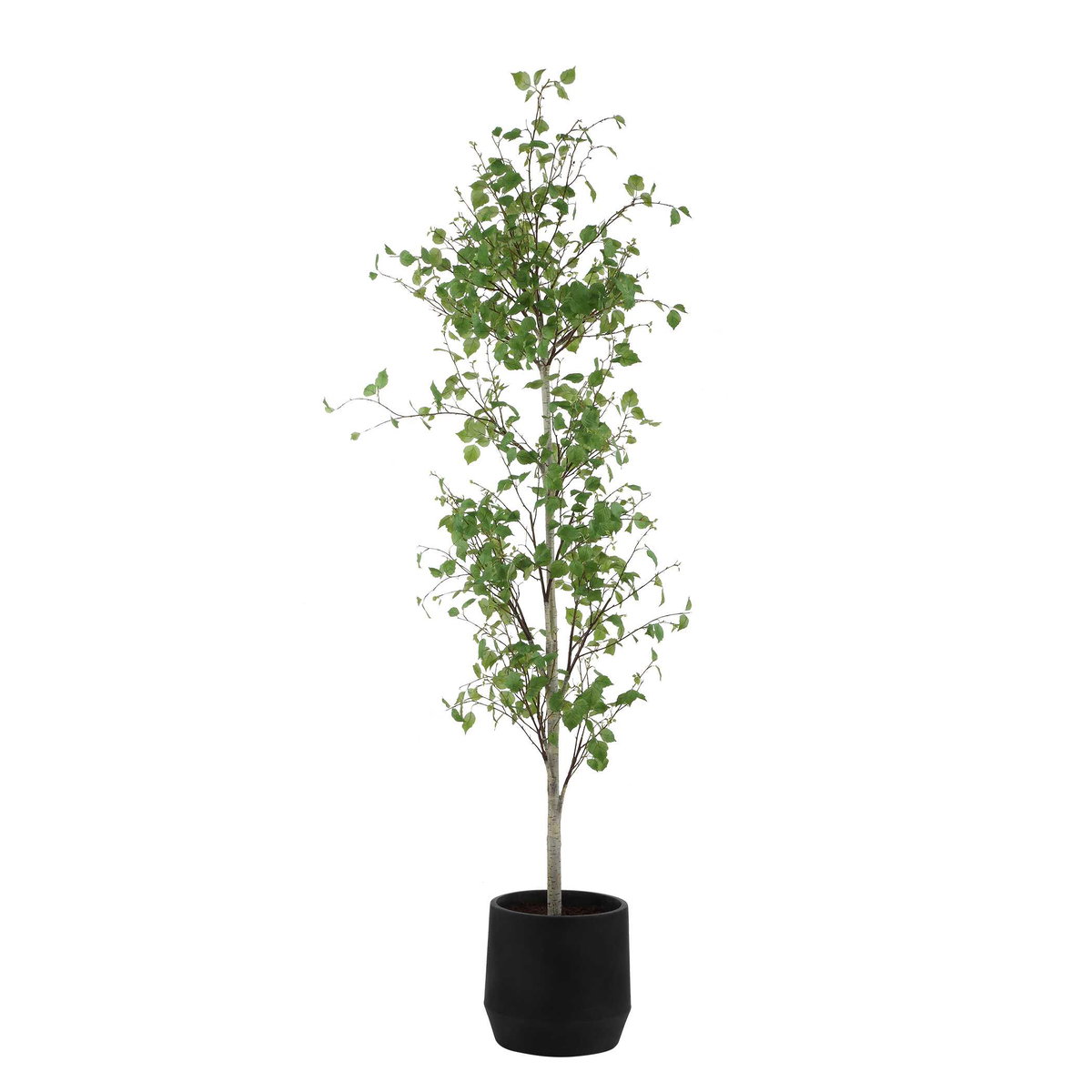 Boreal Potted Birch Tree, by Uttermost, 2'4.5" width x 7'2.25" height x 2'4.5" depth View 4