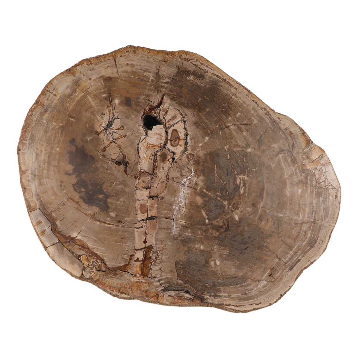 Arik Coffee Table Light Natural, by Dovetail, 32" width x 14.17" height x 41.73" depth View 3