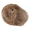 Arik Coffee Table Light Natural, by Dovetail, 32" width x 14.17" height x 41.73" depth thumbnail 3