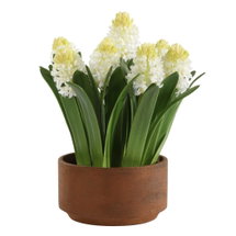 Online Designer Kitchen Sincerity Potted Hyacinth Plant