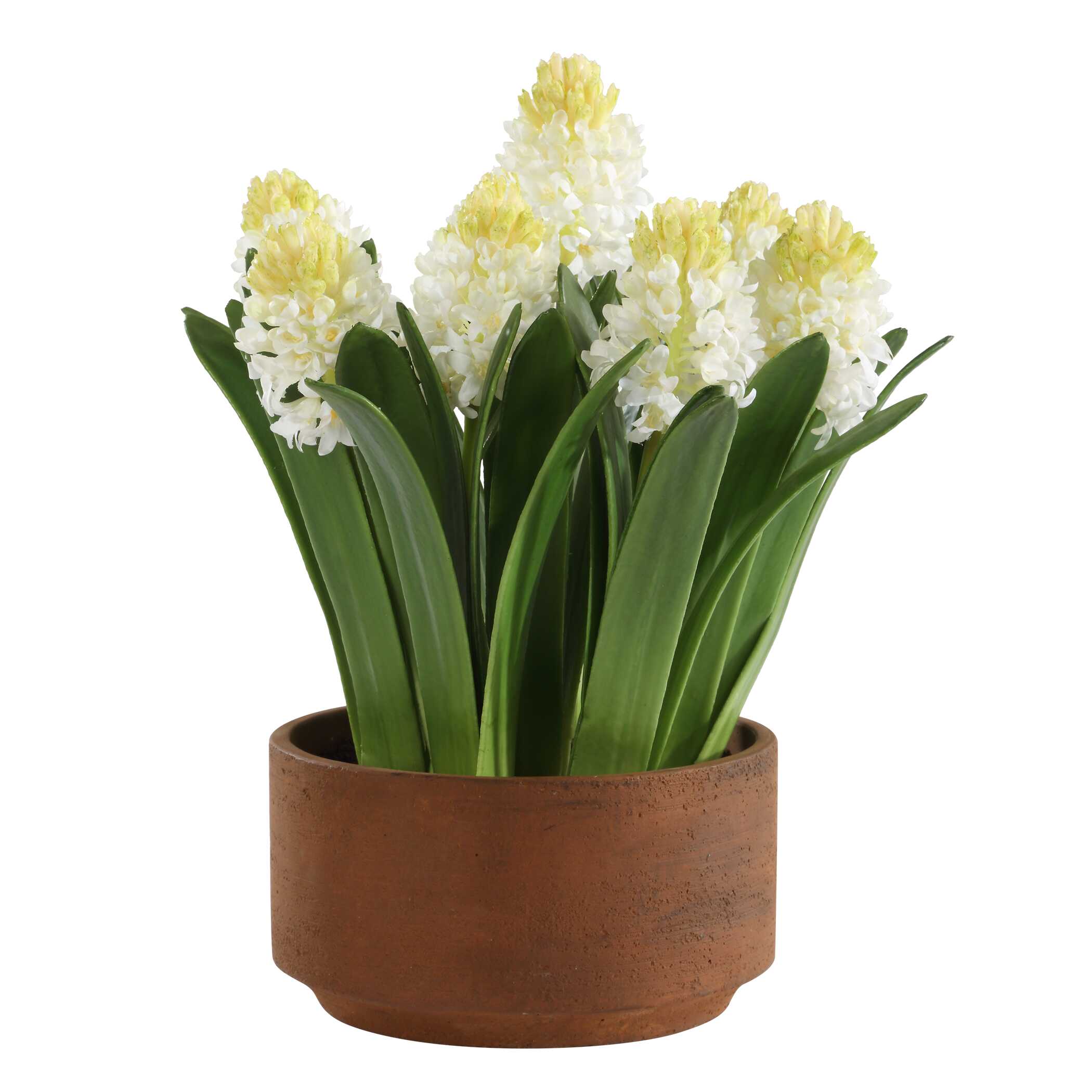 Sincerity Potted Hyacinth Plant large image 