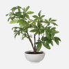 Pachira Money Tree, Artificial Plants & Flower by Uttermost, 26.5" width x 34.5" height x 28.25" depth thumbnail 1
