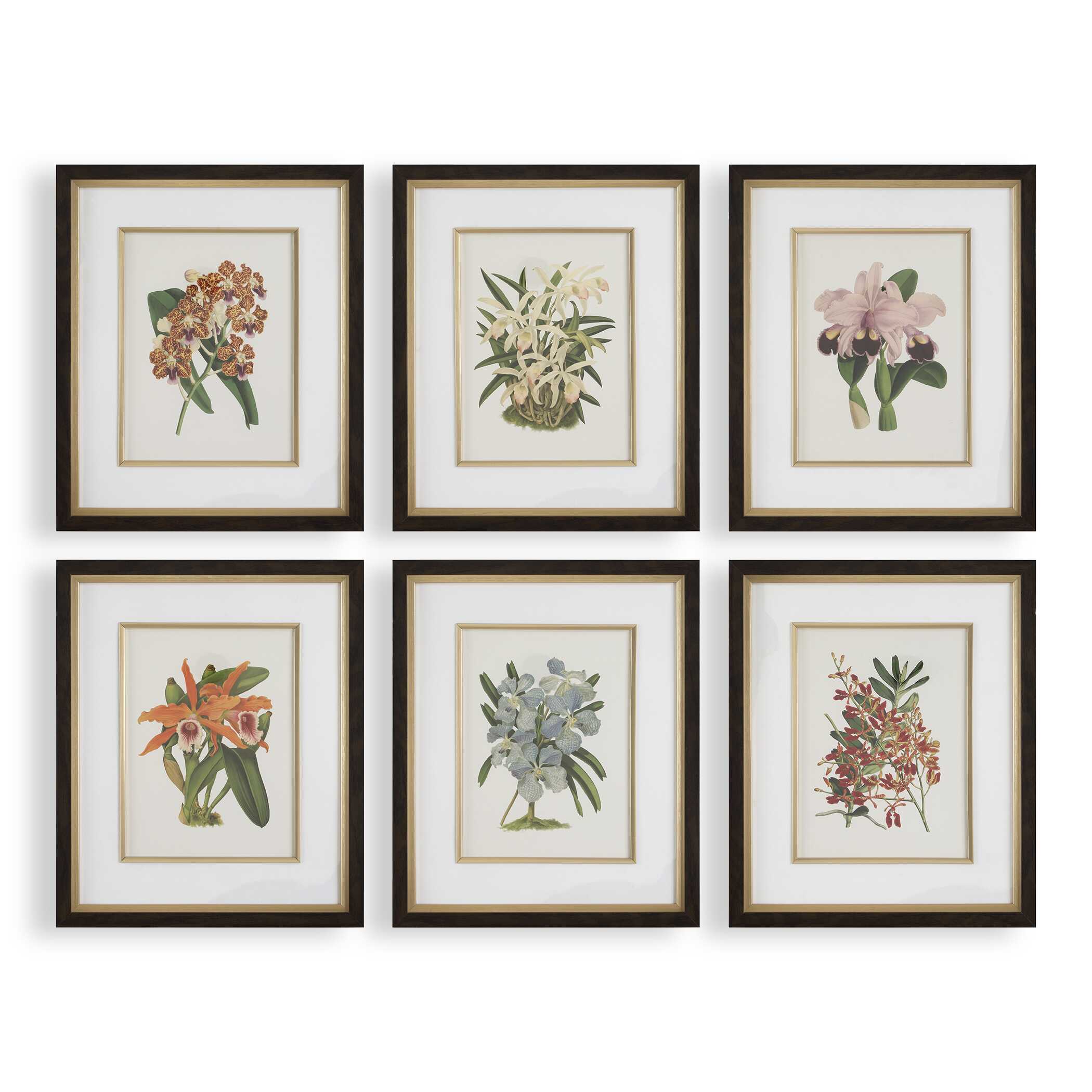 Orchid Botanical Framed Prints Set/6, Painting by Uttermost, 20.5" width x 24.5" height x 2" depth View 1