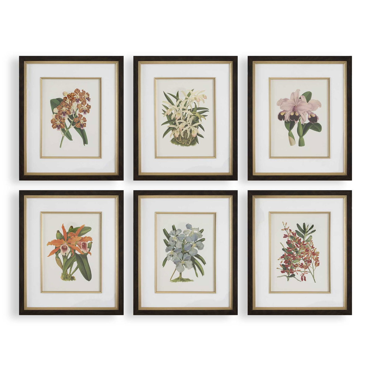 Orchid Botanical Framed Prints Set/6, Painting by Uttermost, 20.5" width x 24.5" height x 2" depth View 1