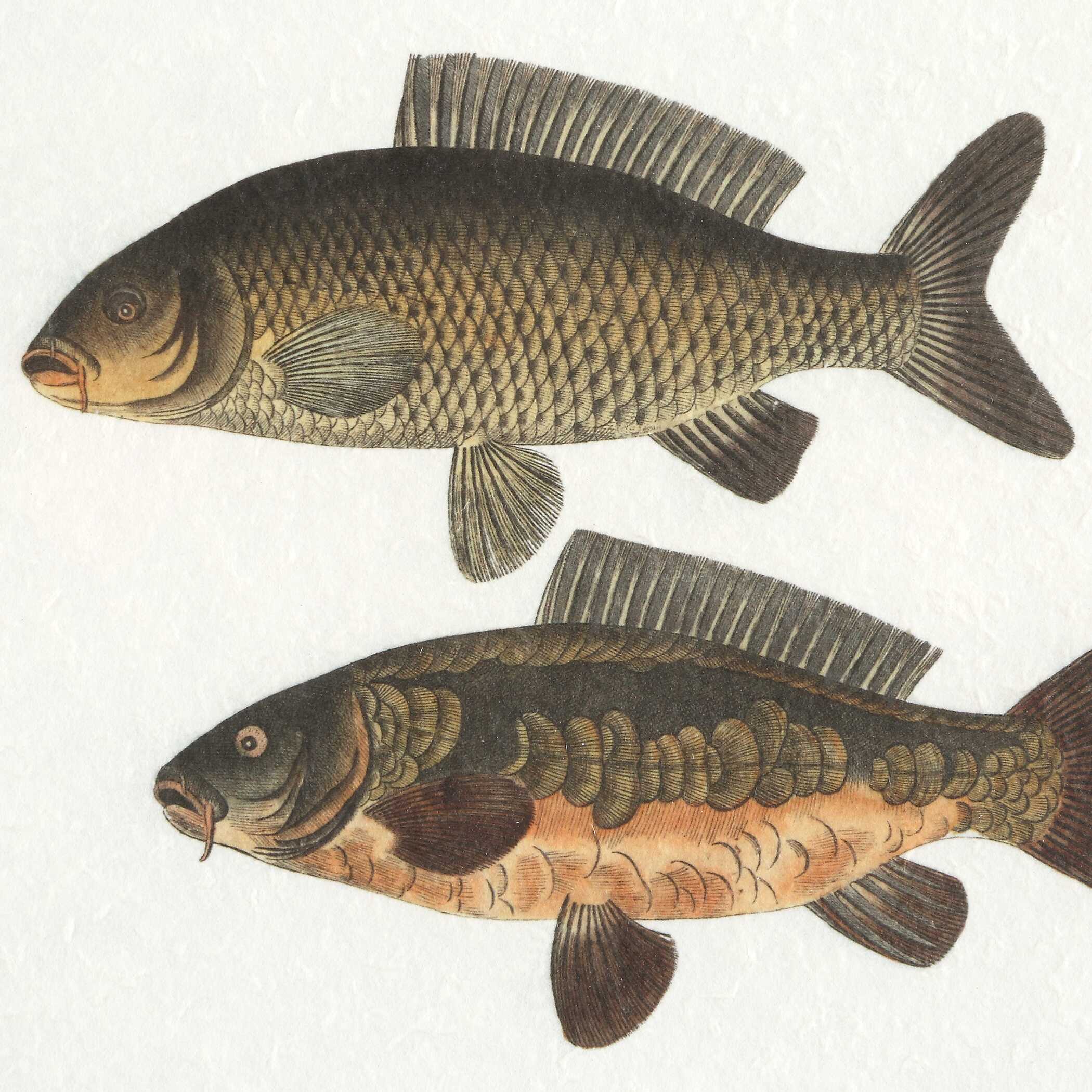 The Catch Framed Fish Prints Set/2, Painting by Uttermost, 20.5" width x 18.25" height x 1.75" depth View 6