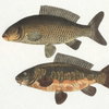 The Catch Framed Fish Prints Set/2, by Uttermost, 1'8.5" width x 1'6.25" height x 1.75" depth thumbnail 6