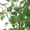 Boreal Potted Birch Tree, Artificial Plants & Flower by Uttermost, 28.5" width x 86.25" height x 28.5" depth thumbnail 6
