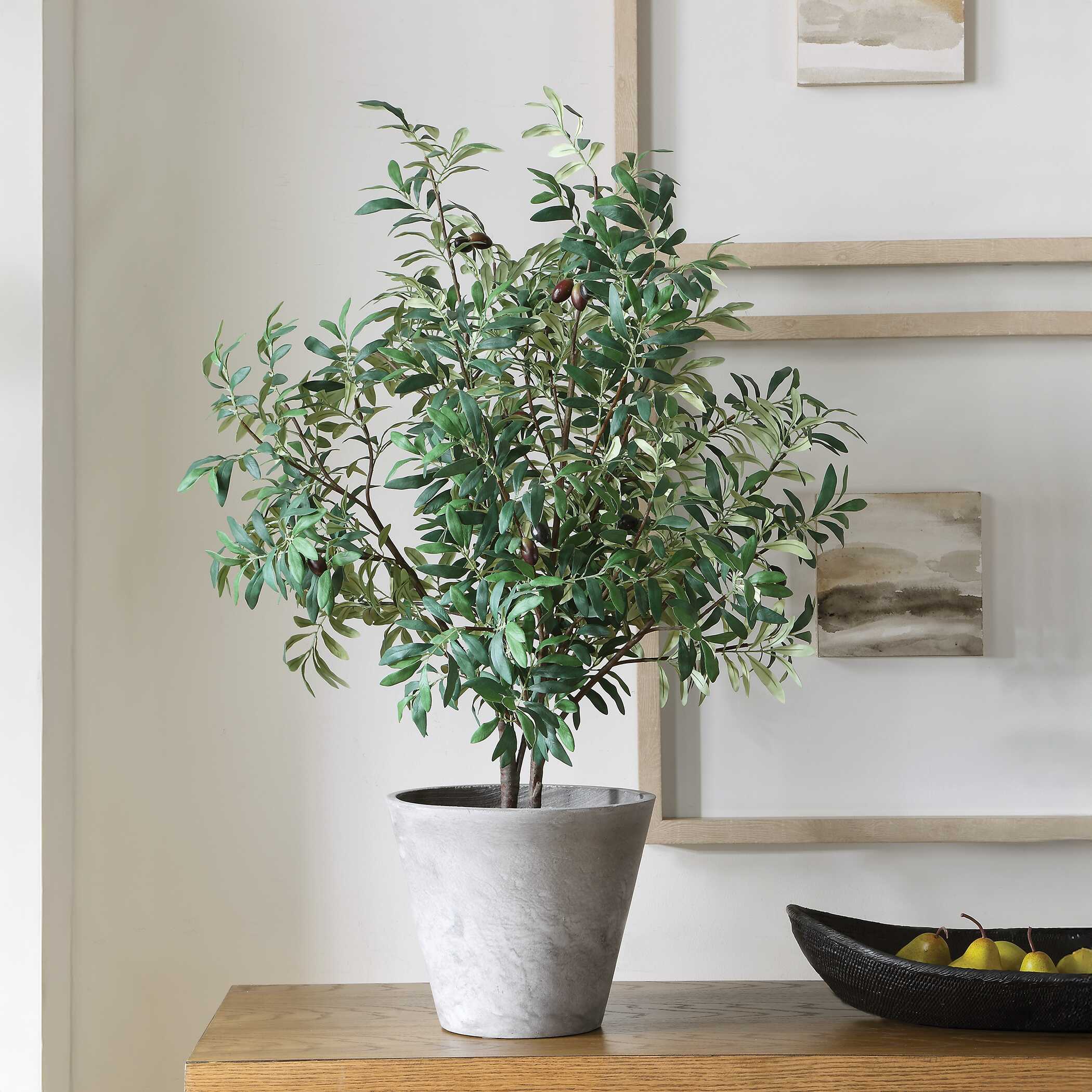 Marisol Potted Olive Plant, Decorative by Uttermost, 28.5" width x 45.25" height x 26.5" depth View 2