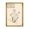HERBARIUM ALPINIUM I, Sculptural Wall Art by Mind the Gap thumbnail