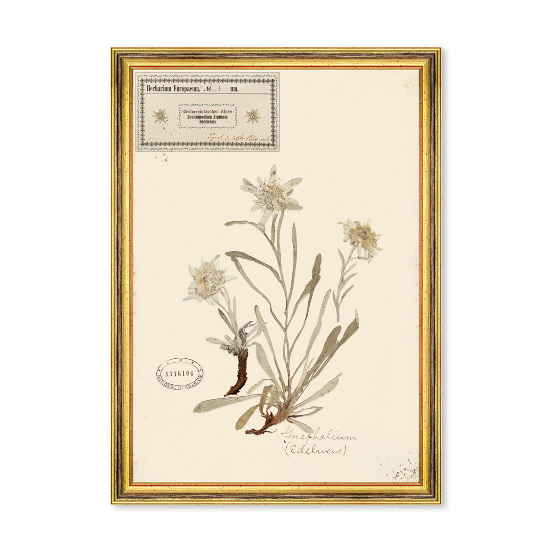 HERBARIUM ALPINIUM I, Sculptural Wall Art by Mind the Gap