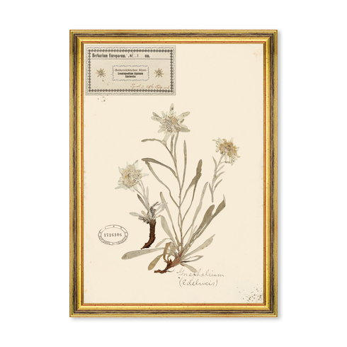 HERBARIUM ALPINIUM I