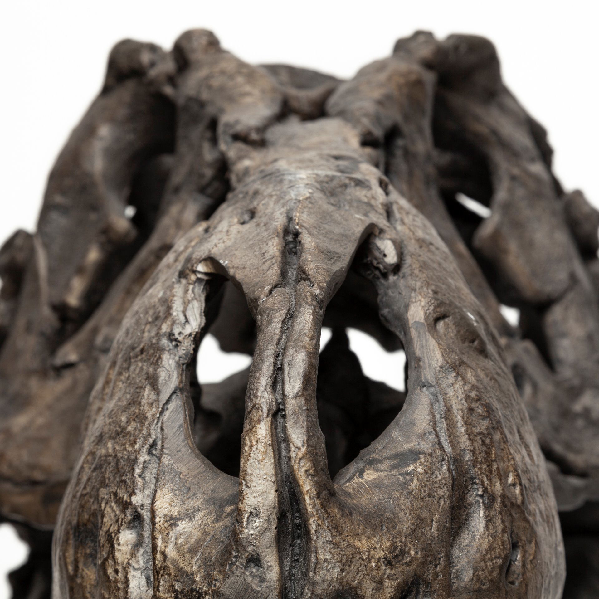 Lagrane 19L x 11W Brown Resin Tyrannosaurus T Rex Dinosaur Skull Replica, Decorative Object by Mercana, 19" length x 11" width x 20" height View 8