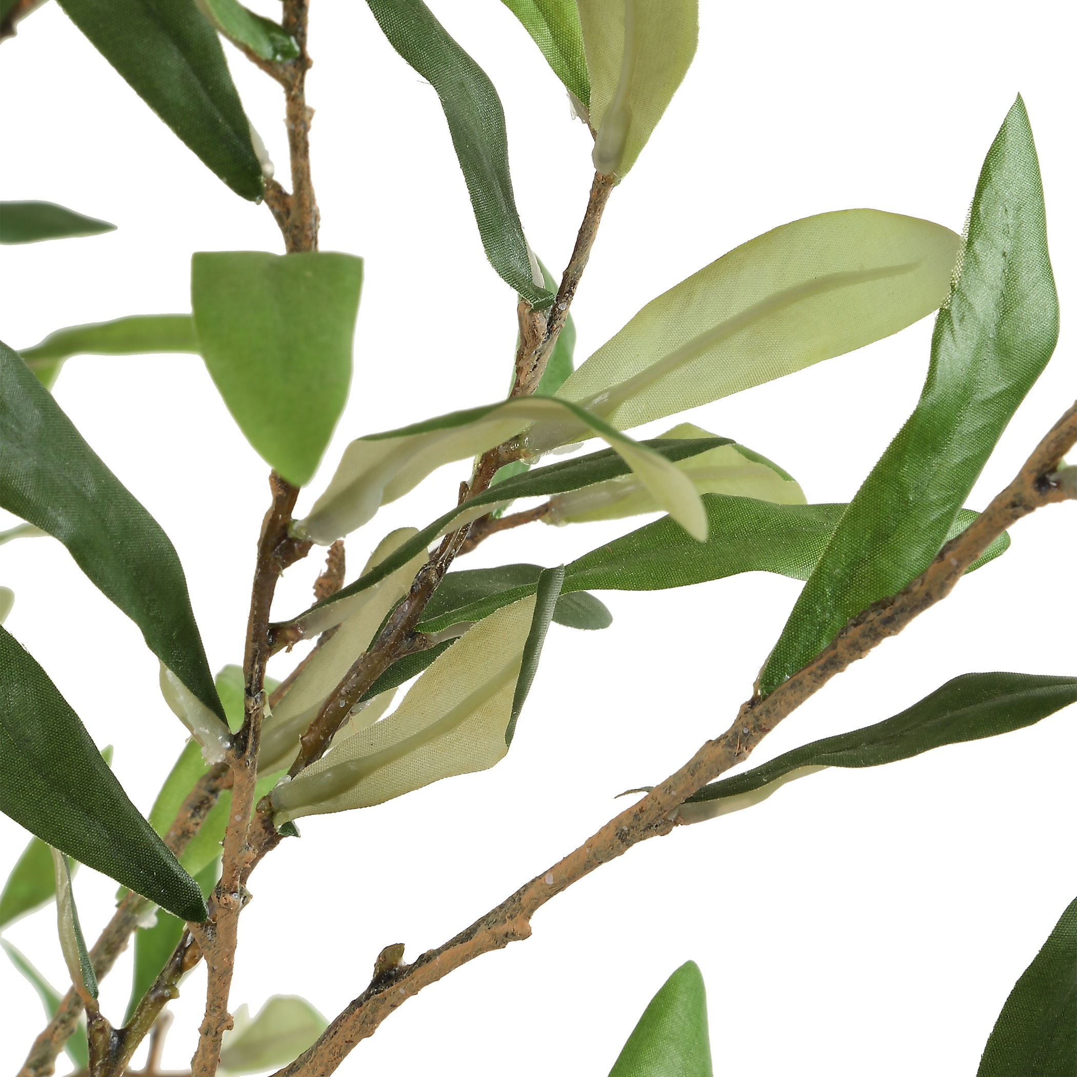 Abundance Potted Olive Tree large image 