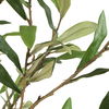 Abundance Potted Olive Tree thumbnail 3