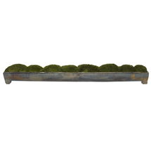 Online Designer Other Canal Moss Centerpiece