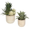 Seaside Succulents Set/2, by Uttermost, 9" width x 1' height x 7" depth thumbnail 3