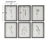 Forest Finds Framed Prints Set/6, Art by Uttermost, 18" width x 22" height x 1.75" depth thumbnail 3