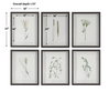 Forest Finds Framed Prints Set/6, by Uttermost, 1'6" width x 1'10" height x 1.75" depth thumbnail 3