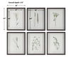 Forest Finds Framed Prints Set/6 2 Forest Finds Framed Prints Set/6 thumbnail 2