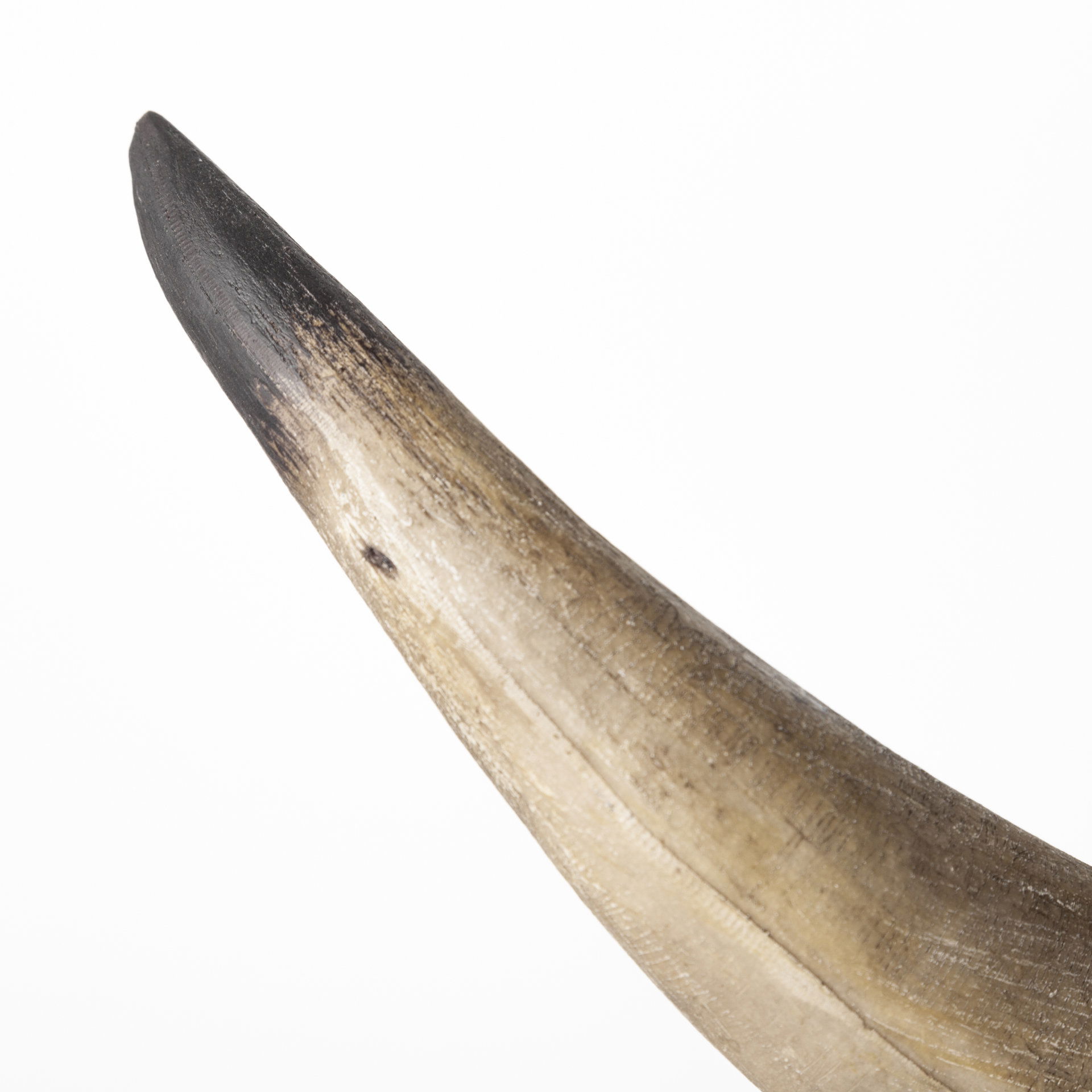 Nickerson (Set of 2) 6L x 7W Bull Horn Bookends, by Mercana, 5.5" length x 6.5" width x 5.51" height View 6