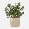 Crassula Jade Accent Plant, Artificial Plants & Flower by Uttermost, 18" width x 23.5" height x 13.75" depth thumbnail 1