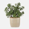 Crassula Jade Accent Plant, Decorative by Uttermost, 18" width x 23.5" height x 13.75" depth thumbnail 1