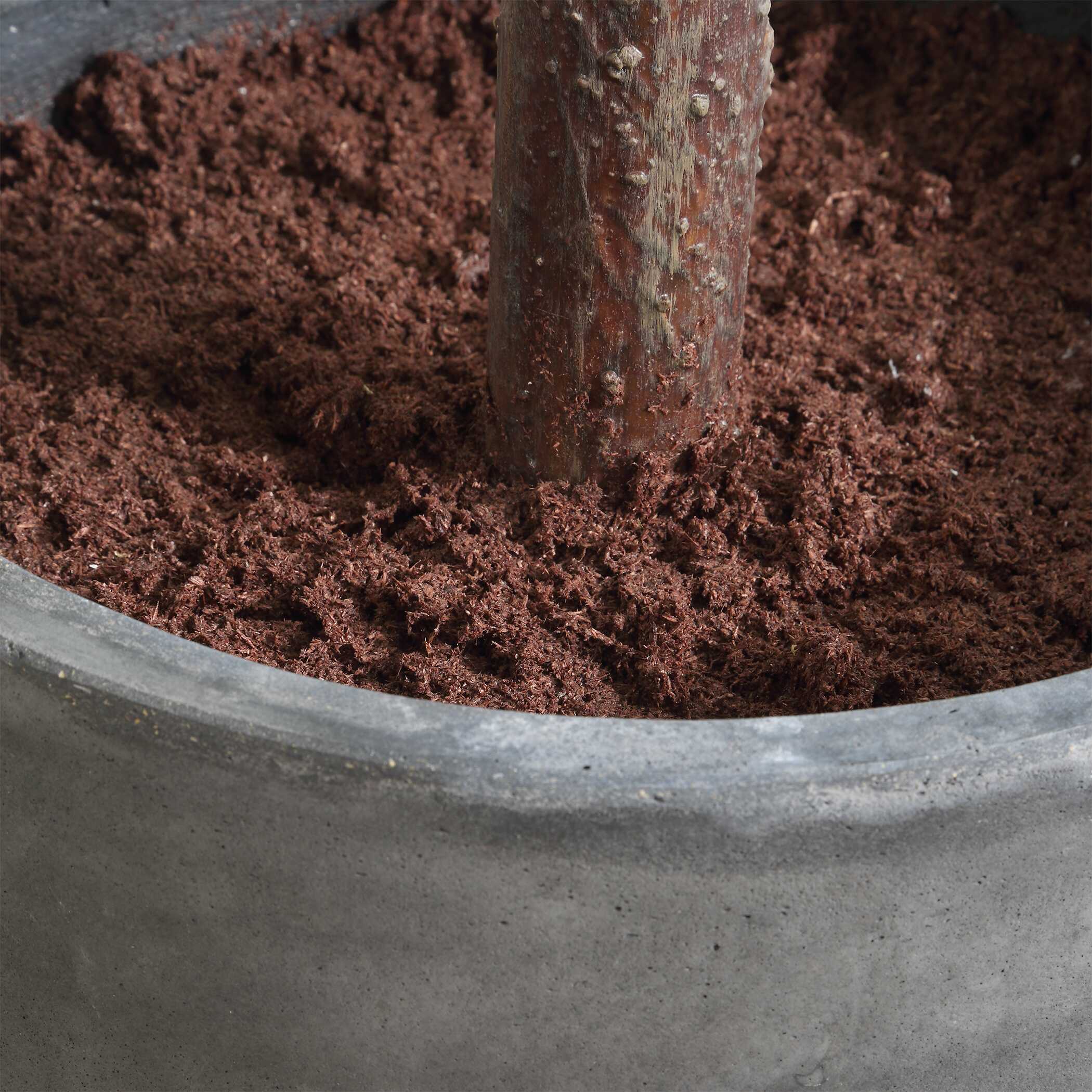 Eden Potted Fig Tree large image 