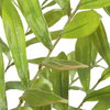 Zamia Palm Accent In Planter, by Uttermost, 43" width x 57.75" height x 43" depth thumbnail 4