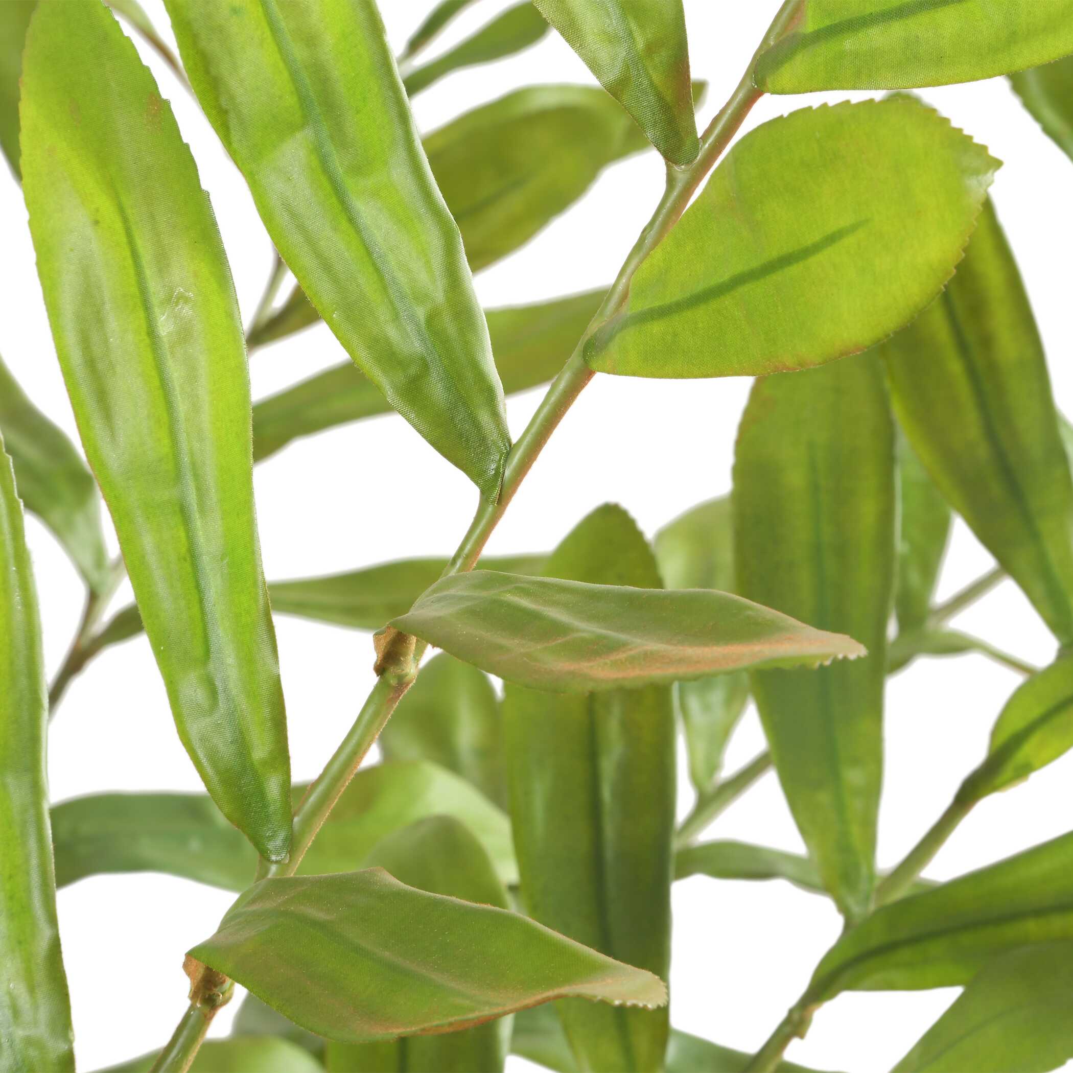 Zamia Palm Accent In Planter large image 
