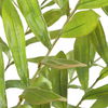Zamia Palm Accent In Planter thumbnail 3