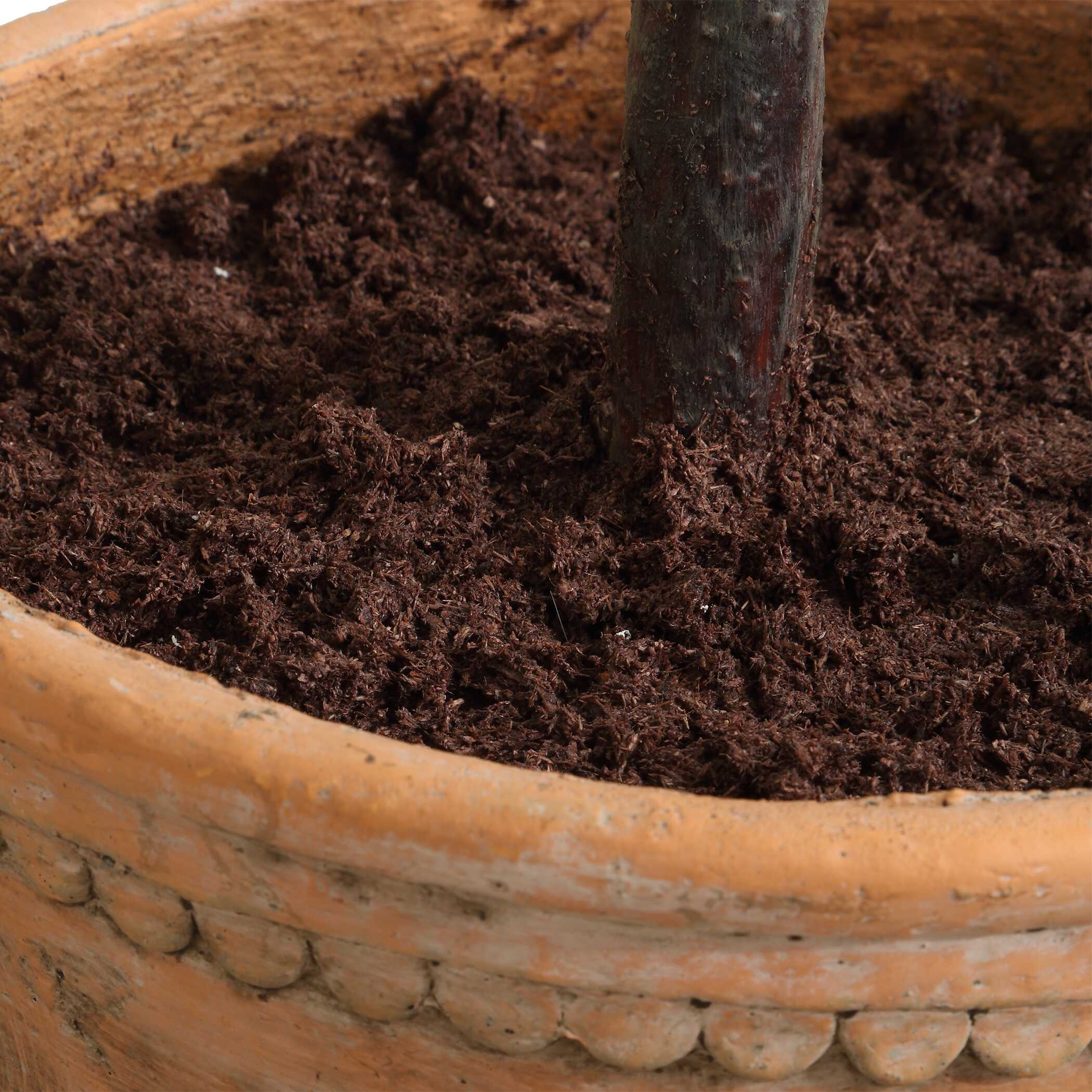 Olea Potted Olive Tree, Decorative by Uttermost, 29.25" width x 67" height x 29.25" depth View 5