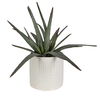Taos Aloe Centerpiece, Decorative by Uttermost, 17" width x 17.5" height x 17.5" depth thumbnail 4