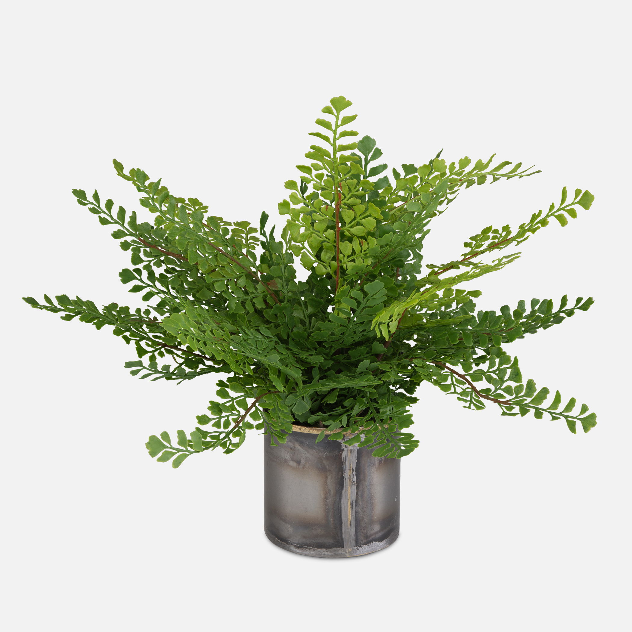 Maidenhair Fern In Oxidized Container, Decorative by Uttermost, 14" width x 14" height x 14" depth View 1