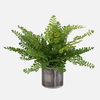 Maidenhair Fern In Oxidized Container thumbnail 0