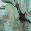 Bahati Wood Blue Sculpture thumbnail 4